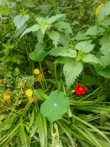 Wild Superfoods Workshop